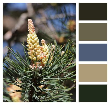 Nature Scots Pine Pine Image